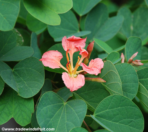 Bauhinia galpinii - Red Orchid Tree Seeds