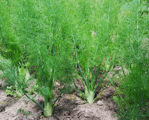 Foeniculum vulgare - Fennel, Florence Seeds