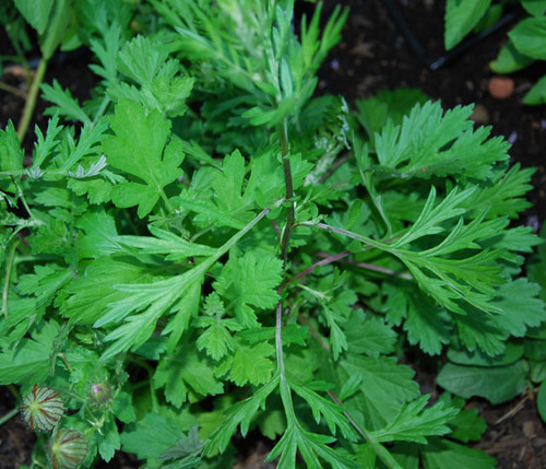 Artemisia princeps - Yomogi Seeds