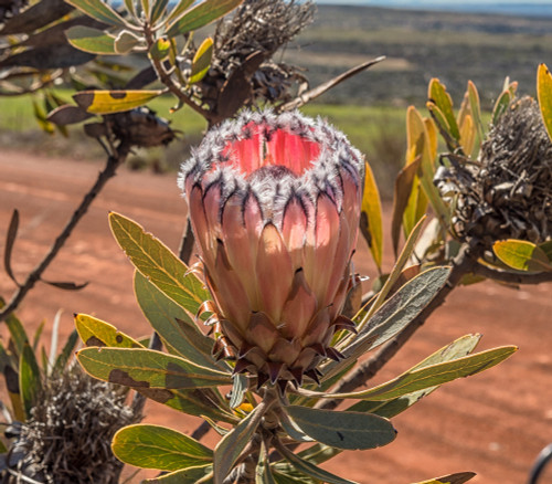 Protea laurifolia - Laurel Protea Seeds