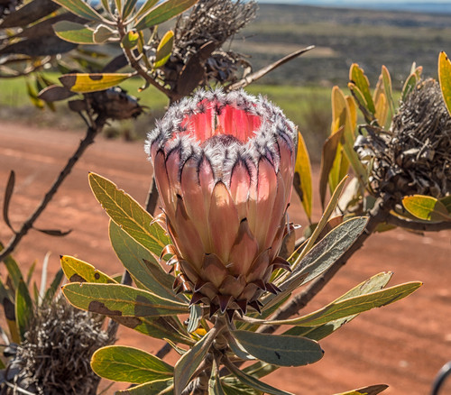 Protea laurifolia - Laurel Protea Seeds