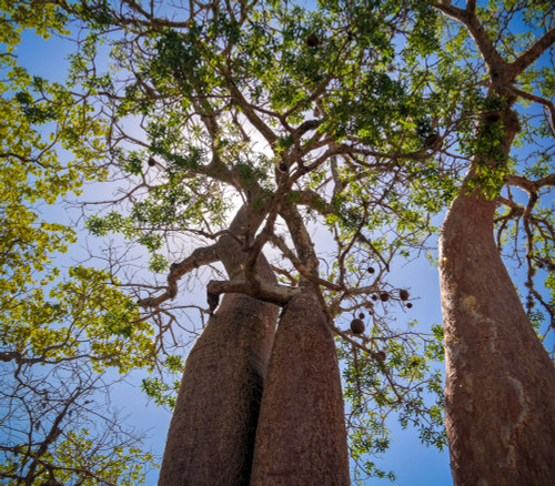 Adansonia fony - Baobab Seeds Adansonia fony - Baobab Seeds