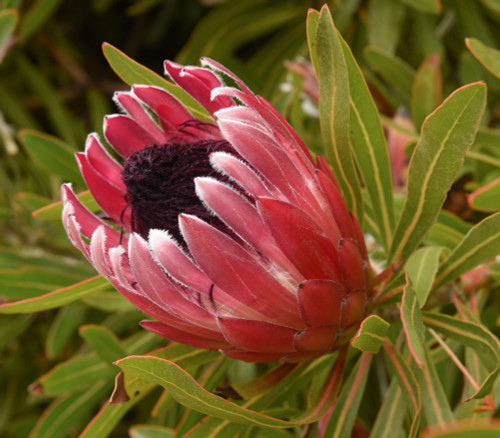 Protea susannae - Stinkleaf Sugarbush