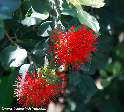 Metrosideros excelsa - New Zealand Christmas Tree Seeds