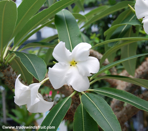 Pachypodium lamerei - Madagascar Palm Seeds