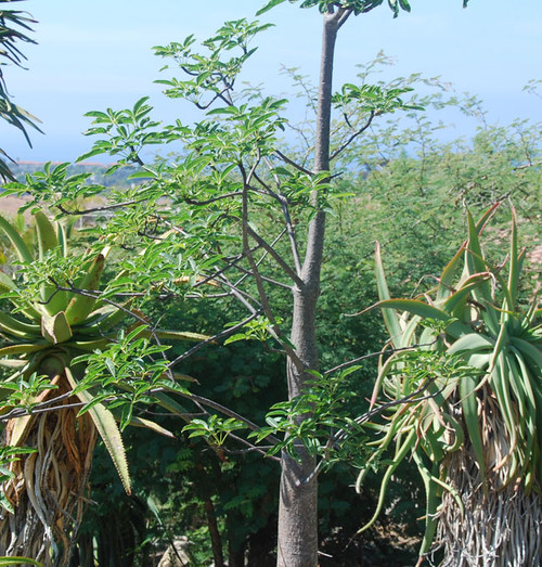 Adansonia za - Za Baobab Seeds