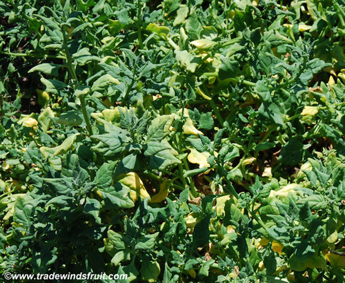 Tetragonia tetragonoides - New Zealand Spinach Seeds
