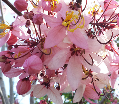Cassia bakeriana - Dwarf Pink Shower Tree Seeds