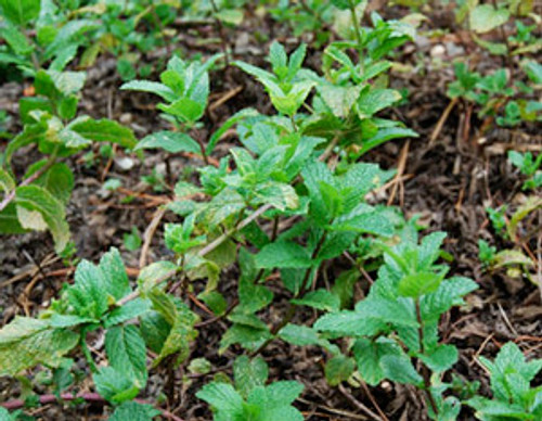 Mentha spicata - Spearmint