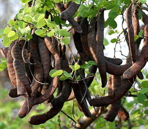 Bauhinia racemosa - Mountain Ebony Seeds Bauhinia racemosa - Mountain Ebony Seeds