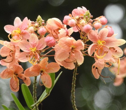 Cassia renigera - Burmese Pink Cassia Seeds Cassia renigera - Burmese Pink Cassia Seeds