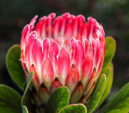 Protea obtusifolia - Limestone Protea Seeds