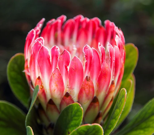 Protea obtusifolia - Limestone Protea Seeds