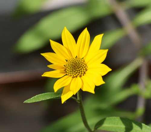 Helianthus maximiliani - Maximilian Sunflower Seeds