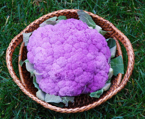 Purple of Sicily Cauliflower Seeds