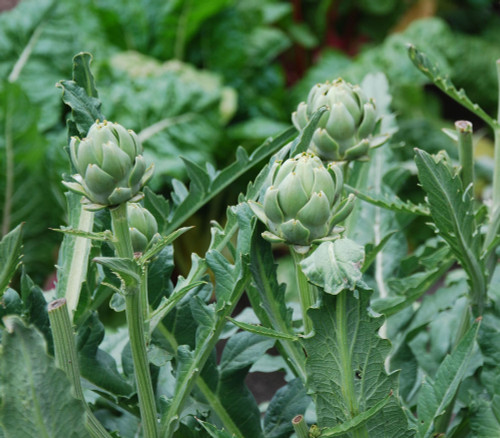 Green Globe Artichoke Seeds