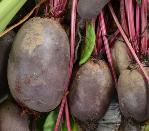 Cylindra Beet Seeds Cylindra Beet Seeds