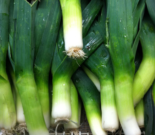American Flag Leek Seeds