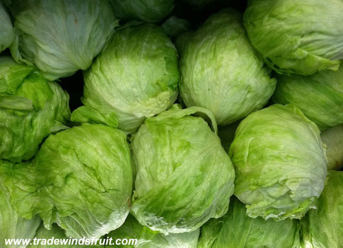 Iceberg Lettuce Seeds