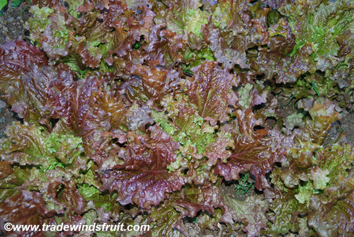 Ruby Red Lettuce Seeds
