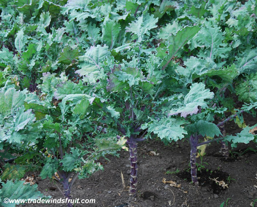 Russian Red Kale Seeds