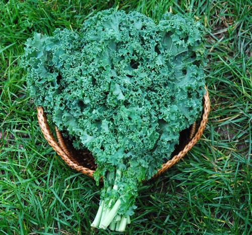 Improved Dwarf Siberian Kale Seeds Improved Dwarf Siberian Kale Seeds