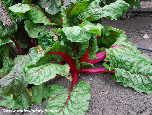 Magenta Sunset Red Chard Seeds