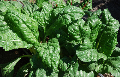 Perpetual Swiss Chard Seeds Perpetual Swiss Chard Seeds