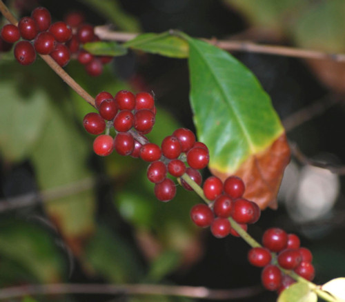 Coffea arabica - Dwarf Coffee Seeds