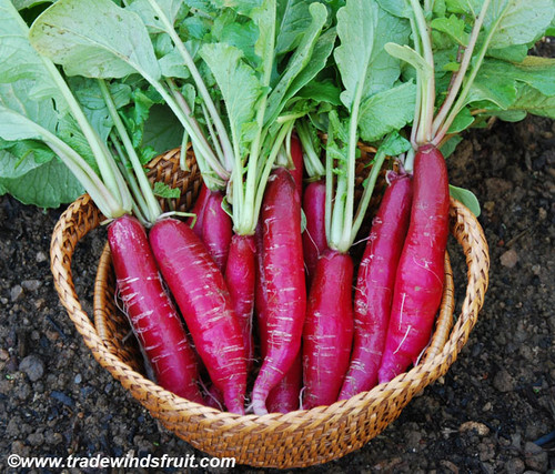 Cincinnati Market Radish