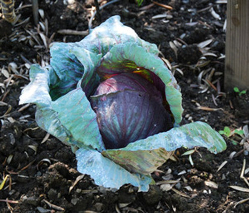 Mammoth Red Rock Cabbage Seeds Mammoth Red Rock Cabbage Seeds