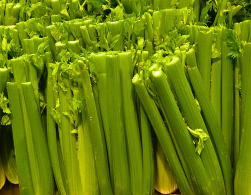 Tall Utah 52-70 Celery Seeds Tall Utah 52-70 Celery Seeds