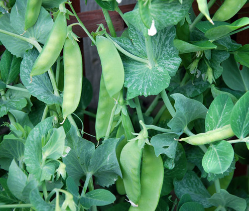 Oregon Sugar Pod Pea Seeds
