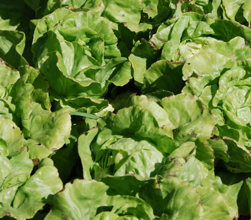 Bibb Butterhead Lettuce Seeds