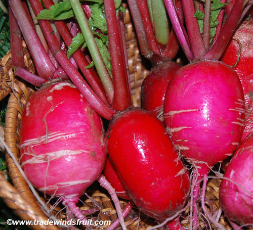 Chinese Rose Winter Radish Seeds Chinese Rose Winter Radish Seeds