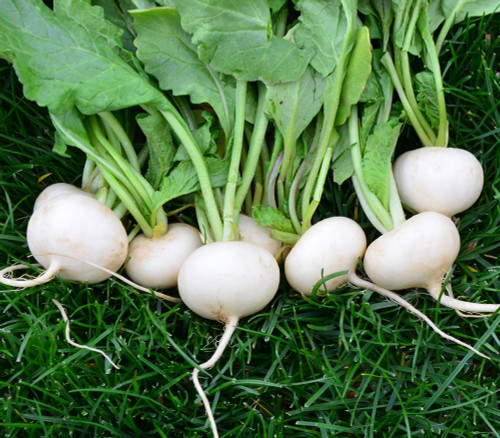 White Hailstone Radish Seeds