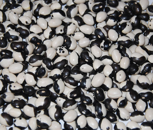 Yin Yang Bean Seeds