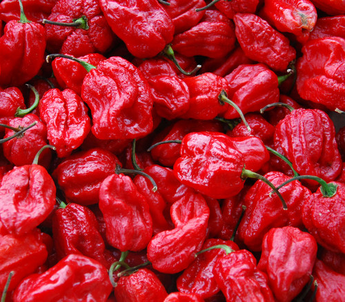 7 Pot Pepper Seeds