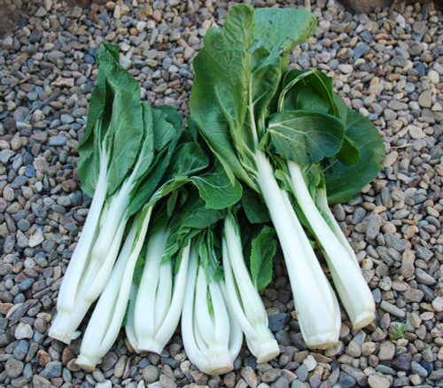 Long White Choy Sum Seeds