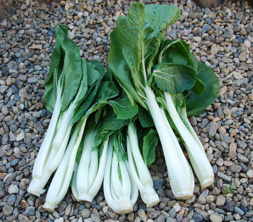 Long White Choy Sum Seeds