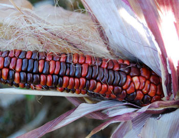 Mandan Bride Corn Seeds