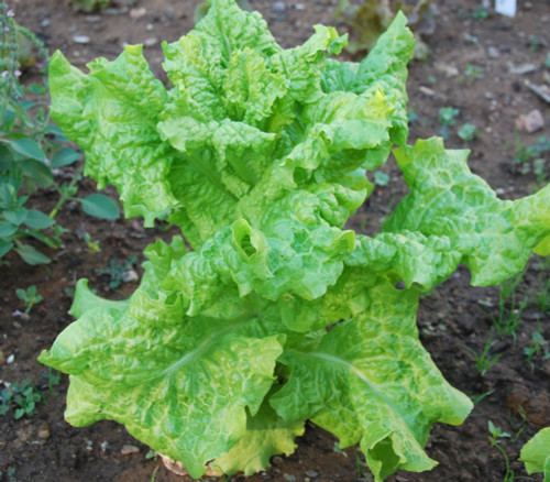 Black Seeded Simpson Lettuce Seeds