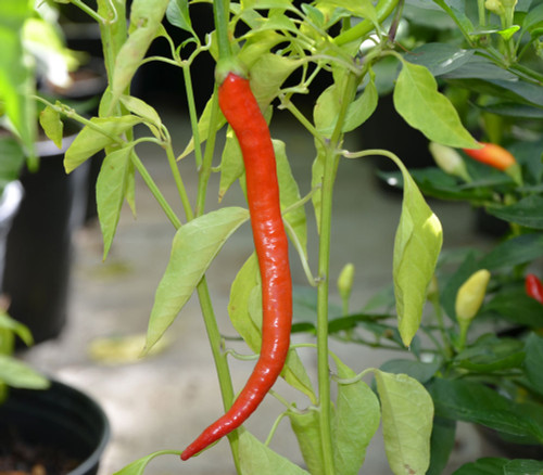 Sweet Cayenne Pepper Seeds