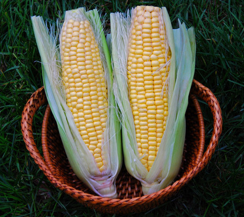 Golden Bantam Improved Corn Seeds