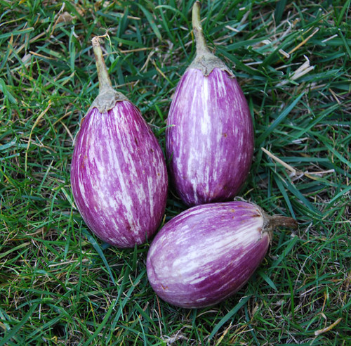 Antigua Eggplant