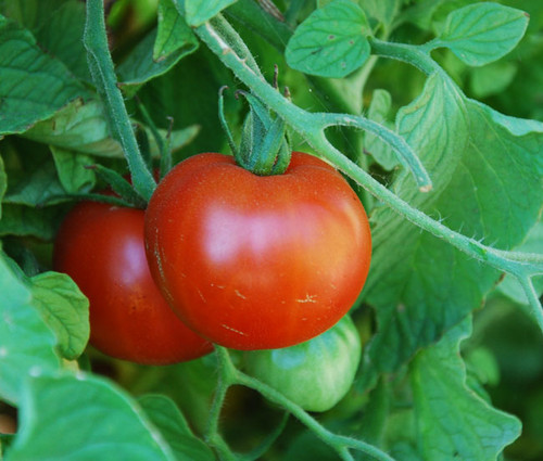 Sub Arctic Plenty Tomato Seeds