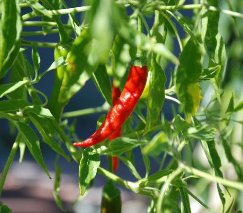 Costeno Rojo Pepper