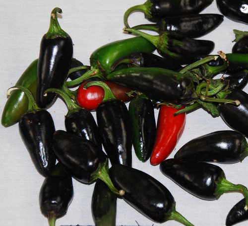 Jalapeno Pepper, Purple Seeds