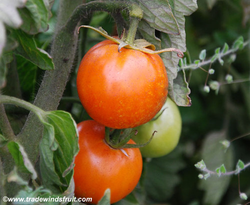 Caro Rich Tomato Seeds