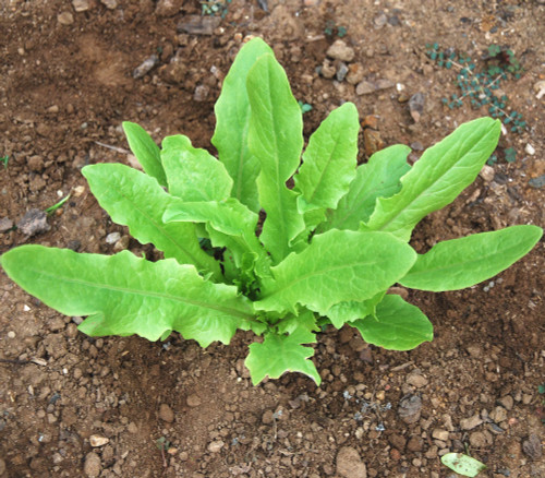 Sword Lettuce Seeds